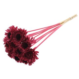 QC Shola Gänseblümchen Sonnenblume am Stiel | Farbe: Bordeauxrot | Shola Gänseblümchen Sonnenblume | Durchmesser 6 centimeter | Länge ± 50 centimeter | 10 Beistecker pro Bund | Pro Bund