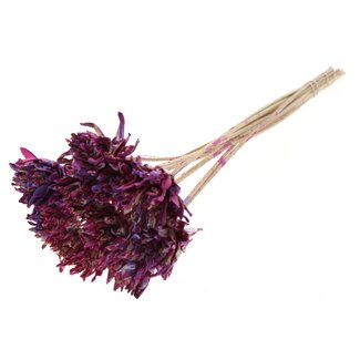QC Shola Blume am Stiel | Farbe: Mehrfarbig Kirschfarben Milchviolett | Shola Slice Kiefer | Durchmesser 6 centimeter | Länge ± 50 centimeter | 10 Bei-Stecker pro Bund | Pro Bund