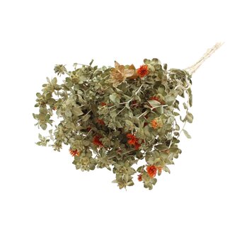 QC Carthamus séché | Couleur : Orange Naturel | Fleurs séchées de Carthame ou Bidens | Par bouquet