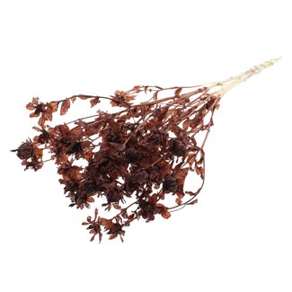 QC Carthamus Séché Blanchi | Couleur : Marron | Fleurs Séchées de Carthame ou Bidens | Longueur ± 70 centimètres | Par bouquet