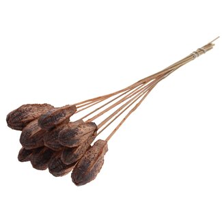 QC Mahogany Seed Pod on Stick | Colour: Frosted Salmon | Swietenia Mahogany Dried Fruits Pick | Pick Length ± 50 centimetres | 10 picks per bunch