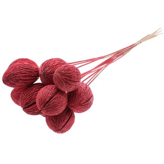 QC Bleached Mintolla Seed Box on stick | Colour: Red | Pong Pong Mintolla Insert Dry Decoration | Length ± 50 centimetres | 10 inserts per bunch
