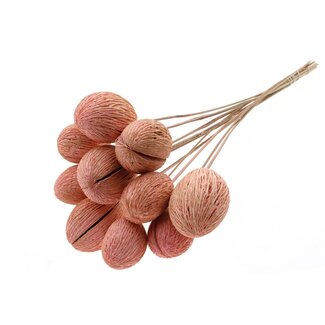 QC Bleached Mintolla Seed Box on Stick | Colour: Light Pink | Pong Pong Mintolla Insert Dry Decoration | Length ± 50 centimetres | 10 inserts per bunch