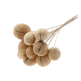QC Bleached Mintolla Seed Box on Stick | Colour: Natural | Pong Pong Mintolla Insert Dried Decoration | Length ± 50 centimetres | 5 inserts per bunch