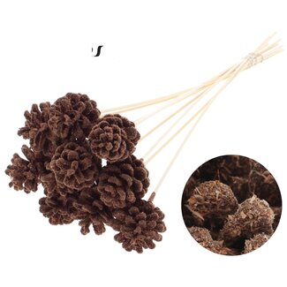 QC Pine cone on stick | Colour: Sawdust Brown | Diameter 5 - 7 centimetres | Length ± 50 centimetres | 10 picks per bunch