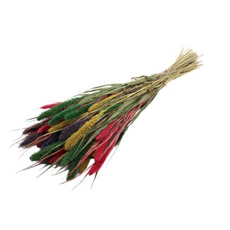 QC Getrocknete Setaria „Bunt 2“ | Farbe: Gemischte Farben | Setaria Trockenblumen | Länge ± 70 Zentimeter | Gewicht 210 Gramm | Pro Bund