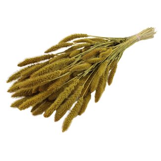 QC Getrocknete Setaria | Farbe: Gelb | Setaria Trockenblumen | Länge ± 70 Zentimeter | Gewicht 210 Gramm | Pro Bund