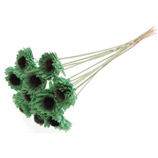 QC Shola Gänseblümchen Sonnenblume am Stiel | Farbe: Mintgrün | Shola Daisy Sunflower | Durchmesser 6 centimeter | Länge ± 50 centimeter | 10 Beistecker pro Bund | Pro Bund