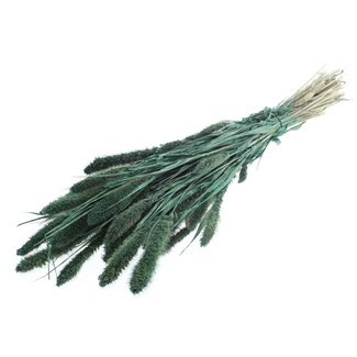 QC Getrocknete Setaria | Farbe: Perlen Grün | Setaria Trockenblumen | Länge ± 70 Zentimeter | Gewicht 210 Gramm | Pro Bund