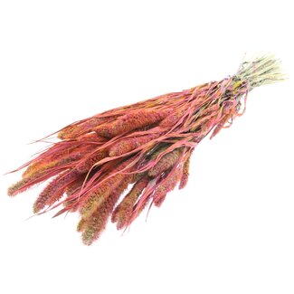 QC Getrocknete Setaria | Farbe: Mehrfarbig Kirschfarben | Setaria Trockenblumen | Länge ± 70 Zentimeter | Gewicht 210 Gramm | Pro Bund