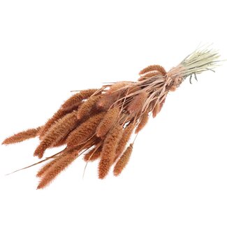 QC Getrocknete Setaria | Farbe: Perlenorange | Setaria Trockenblumen | Länge ± 70 Zentimeter | Gewicht 210 Gramm | Pro Bund