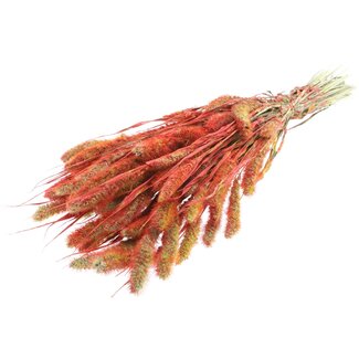 QC Getrocknete Setaria | Farbe: Mehrfarbig Rot | Setaria Trockenblumen | Länge ± 70 Zentimeter | Gewicht 210 Gramm | Pro Bund