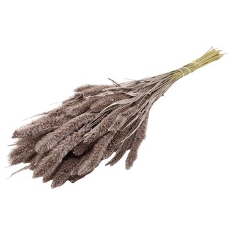 QC Getrocknete Setaria | Farbe: Champagnerfarben | Setaria Trockenblumen | Länge ± 70 Zentimeter | Gewicht 210 Gramm | Pro Bund