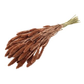 QC Getrocknete Setaria | Farbe: Kupferfarben | Setaria Trockenblumen | Länge ± 70 Zentimeter | Gewicht 210 Gramm | Pro Bund
