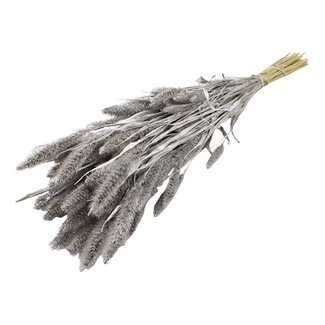 QC Getrocknete Setaria | Farbe: Silberfarben | Setaria Trockenblumen | Länge ± 70 Zentimeter | Gewicht 210 Gramm | Pro Bund