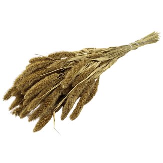 QC Getrocknete Setaria | Farbe: Goldfarben | Setaria Trockenblumen | Länge ± 70 Zentimeter | Gewicht 210 Gramm | Pro Bund