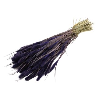 QC Getrocknete Setaria | Farbe: Lila | Setaria Trockenblumen | Länge ± 70 Zentimeter | Gewicht 210 Gramm | Pro Bund