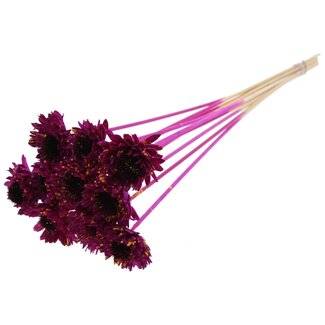 QC Shola Gänseblümchen Sonnenblume auf Stiel | Farbe: Gesprenkelt lilafarbenes Gelb | Shola Gänseblümchen Sonnenblume | Durchmesser 6 centimeter | Länge ± 50 centimeter | 10 Bijstekers pro Bund | Pro Bund