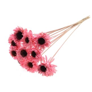 QC Shola Gänseblümchen Sonnenblume am Stiel | Farbe: Hellrosa | Shola Gänseblümchen Sonnenblume | Durchmesser 6 centimeter | Länge ± 50 centimeter | 10 Beistecker pro Bund | Pro Bund