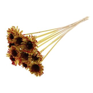 QC Shola Gänseblümchen Sonnenblume am Stiel | Farbe: gesprenkelt Gelb Rot | Shola Gänseblümchen Sonnenblume | Durchmesser 6 centimeter | Länge ± 50 centimeter | 10 Beistecker pro Bund | Pro Bund