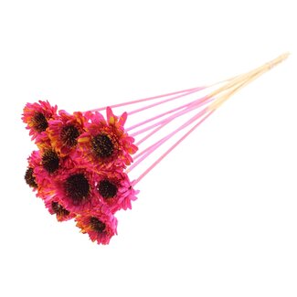 QC Shola Gänseblümchen Sonnenblume am Stiel | Farbe: gesprenkelt kirschfarbenes Gelb | Shola Gänseblümchen Sonnenblume | Durchmesser 6 centimeter | Länge ± 50 centimeter | 10 Bei-Stecker pro Bund | Pro Bund