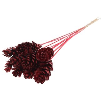 QC Strobus Pine Cone on Stick | Colour: Red | Pine Cone Pick | Length ± 50 centimetres | 10 picks per bunch