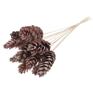 QC Strobus Pine Cone on Stick | Colour: Frosted White | Pine Cone Pick | Length ± 50 centimetres | 10 picks per bunch
