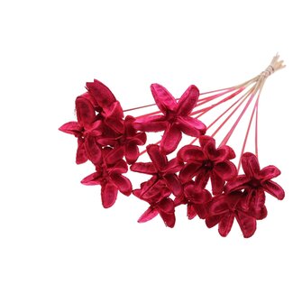 QC Dried Rambutan without spines | Colour: Red | Rambutan Dried Flowers | Length ± 50 centimetres | Per bunch