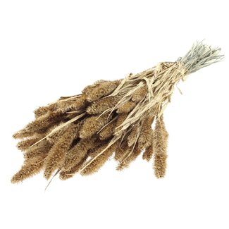 QC Getrocknete Setaria | Farbe: Antik Goldfarben mit Glitzer | Setaria Trockenblumen | Länge ± 70 Zentimeter | Gewicht 210 Gramm | Pro Bund