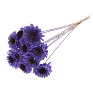 QC Shola Gänseblümchen Sonnenblume auf Stängel | Farbe: Milkapaars | Shola Gänseblümchen Sonnenblume | Durchmesser 6 centimeter | Länge ± 50 centimeter | 10 Steckblumen pro Bund | Pro Bund