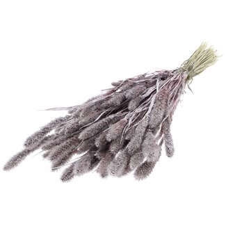 QC Getrocknete Setaria | Farbe: Champagnerfarben mit Glitzer | Setaria Trockenblumen | Länge ± 70 Zentimeter | Gewicht 210 Gramm | Pro Bund