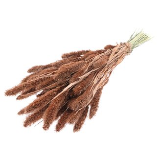 QC Getrocknete Setaria | Farbe: Kupferfarben mit Glitzer | Setaria Trockenblumen | Länge ± 70 Zentimeter | Gewicht 210 Gramm | Pro Bund