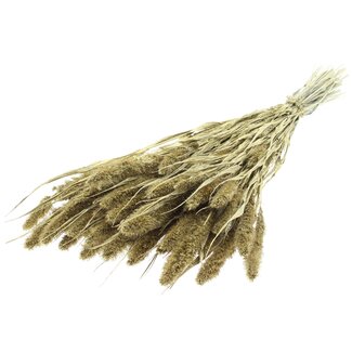 QC Getrocknete Setaria | Farbe: Goldfarben mit Glitzer | Setaria Trockenblumen | Länge ± 70 Zentimeter | Gewicht 210 Gramm | Pro Bund