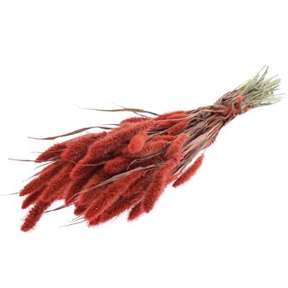 QC Getrocknete Setaria | Farbe: Korallenfarbe | Setaria Trockenblumen | Länge ± 70 Zentimeter | Gewicht 210 Gramm | Pro Bund