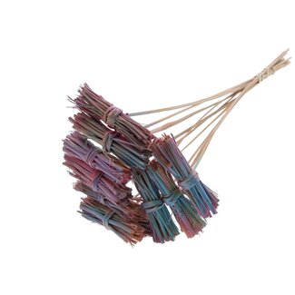 QC White Lady Posy on Stick | Colour: Gradient Pink | White Lady Posy Stick | Length ± 50 centimetres | 10 sticks per bunch