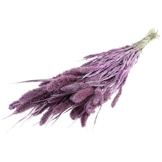 QC Getrocknete Setaria | Farbe: Metallic Rosa mit Glitzer | Setaria Trockenblumen | Länge ± 70 Zentimeter | Gewicht 210 Gramm | Pro Bund