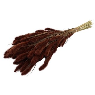 QC Gedroogde Setaria | Kleur: Bruin | Setarea Droogbloemen | Lengte ± 70 centimeter | Gewicht 210 gram | Per bos