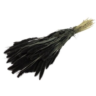 QC Getrocknete Setaria | Farbe: Schwarz | Setaria Trockenblumen | Länge ± 70 Zentimeter | Gewicht 210 Gramm | Pro Bund
