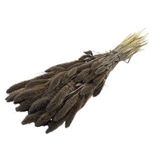 QC Getrocknete Setaria | Farbe: Frosted Grau | Setaria Trockenblumen | Länge ± 70 Zentimeter | Gewicht 210 Gramm | Pro Bund