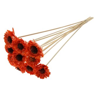 QC Shola Gänseblümchen Sonnenblume mit Wachs auf Stab | Farbe: Orange | Shola Gänseblümchen Sonnenblume | Durchmesser 6 centimeter | Länge ± 50 centimeter | 10 Steckspieße pro Bund | Pro Bund