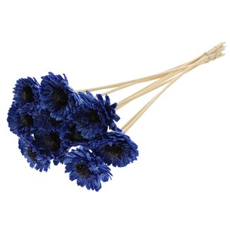 QC Shola Madelief Sonnenblume mit Wachs am Stab | Farbe: Blau | Shola Gänseblümchen-Sonnenblume | Durchmesser 6 centimeter | Länge ± 50 centimeter | 10 Beistecker pro Bund | Pro Bund