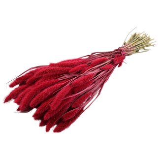 QC Getrocknete Setaria | Farbe: Kirschrot | Setaria Trockenblumen | Länge ± 70 Zentimeter | Gewicht 210 Gramm | Pro Bund