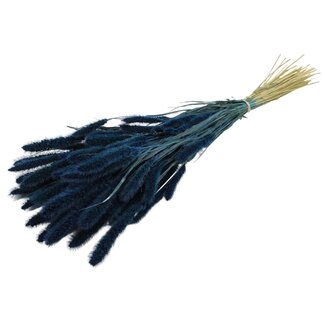 QC Getrocknete Setaria | Farbe: Dunkelblau | Setaria Trockenblumen | Länge ± 70 Zentimeter | Gewicht 210 Gramm | Pro Bund