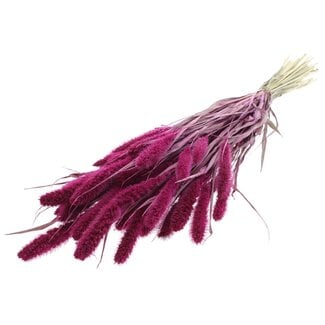 QC Getrocknete Setaria | Farbe: Lila | Setaria Trockenblumen | Länge ± 70 Zentimeter | Gewicht 210 Gramm | Pro Bund