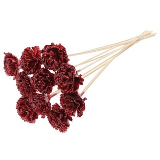 QC Shola Karnish Blume mit Wachs am Stiel | Farbe: Bordeauxrot | Durchmesser 6 centimeter | Länge ± 50 centimeter | 10 Steckblumen pro Bund | Pro Bund