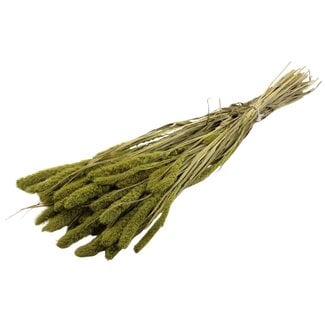 QC Getrocknete Setaria | Farbe: Hellgrün | Setaria Trockenblumen | Länge ± 70 Zentimeter | Gewicht 210 Gramm | Pro Bund