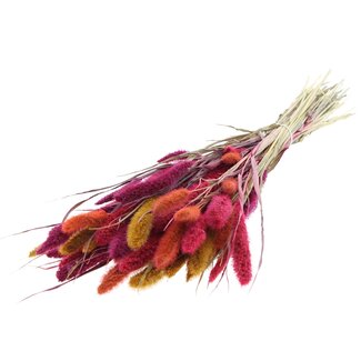 QC Getrocknete Setaria „Bunt 10“ | Farbe: Gemischte Farben | Setaria Trockenblumen | Länge ± 70 Zentimeter | Gewicht 210 Gramm | Pro Bund