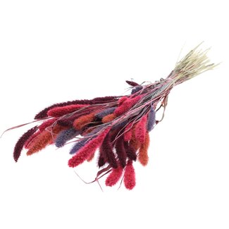 QC Getrocknete Setaria „Farbenfroh 9“ | Farbe: Gemischte Farben | Setaria Trockenblumen | Länge ± 70 Zentimeter | Gewicht 210 Gramm | Pro Bund