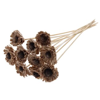 QC Shola Gänseblümchen Sonnenblume mit Wachs auf Stiel | Farbe: Beige | Shola Gänseblümchen Sonnenblume | Durchmesser 6 Zentimeter | Länge ± 50 Zentimeter | 10 Steckblumen pro Bund | Pro Bund