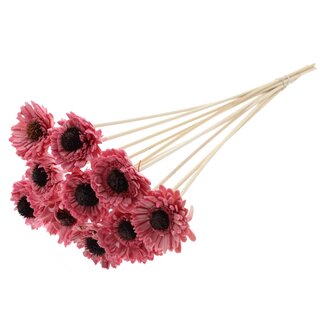 QC Shola Gänseblümchen Sonnenblume mit Wachs auf Stiel | Farbe: Hellrosa | Shola Gänseblümchen Sonnenblume | Durchmesser 6 centimeter | Länge ± 50 centimeter | 10 Stecker pro Bund | Pro Bund